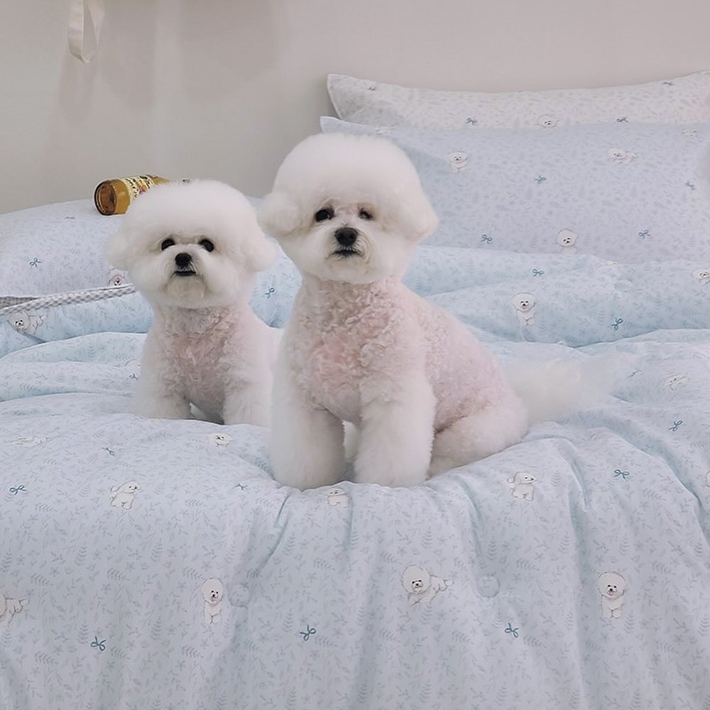 比熊犬格紋四季被